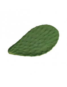 CACTUS 32X17